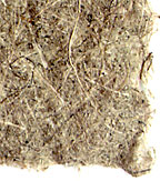 plain paper prairie grass with seeds